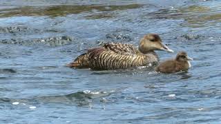 Common Eiders