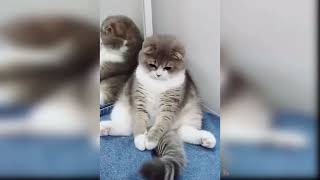 Super cute Baby Cats   Funny and Cute Cat Videos Compilation kucing lucu