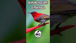 Burung kolibri sepah raja #sepahraja