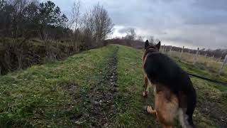 German shepherd on walk. Eros på tur. 28.10.2024. still you tubes most boring video part 1