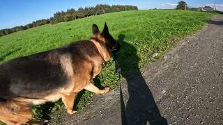 German shepherd on walk. Eros på tur. 08.09.2024. still you tubes most boring video part 2