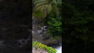 AIR TERJUN CUUP PESU #shorts #waterfall #nature #airterjun #curug