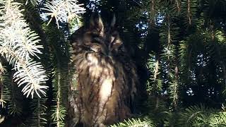 7 Waldohreule n  in der Dahlener Heide  , long-eared owl , Asio otus _ #Vogelbeobachtung