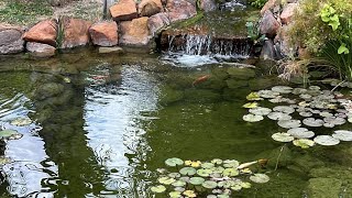 Koi Show