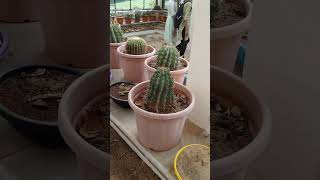 Cactus plant / Types of Cactus / Cactus Gallery / Plant Gallery