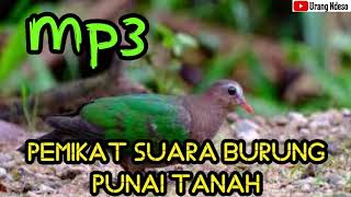 Suara Burung Punai Tanah Buat Pemikat