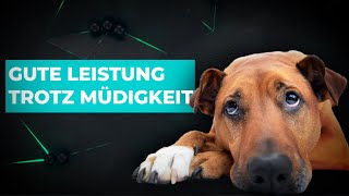 5 Tips für gute Leistungen trotz stressigem Tag