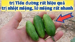 Bài thuốc trị tiểu đường, nhiệt miệng, lở miệng, đẹn miệng rất hay. PHAN HẢI Vlog