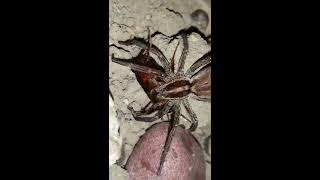 Wolf Spider