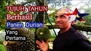 Penen buah Durian Bertani Tujuh tahun berhasil memetik buah.