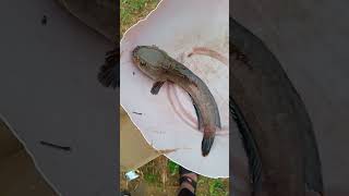 morrel fiah😲💥🚩🙏🙏||trap hunting||#fiss #hunting #snakehead