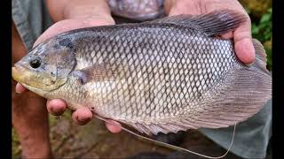 Jejak Ikan Gurame di Lingkungan Terkendali