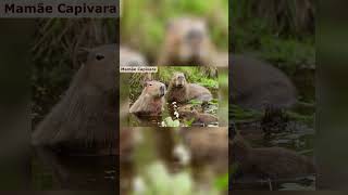 Mamães Capivara