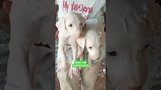 Rajapalayam Dog male & female puppy available location Rajapalayam call 7639524433