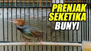 Prenjak Gacor Suara mantul Di Dengar 💯% BIKIN PRENJAK muda JADI FULLLL GACORRRRR , COBA SAJA !!!