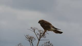 Un Gheppio sfida la furia del vento ... ( Falco tinnunculus )