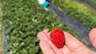 Strawberry Picking | La Trinidad Benguet | February 2024 | #strawberrypicking #BaguioSideTrip