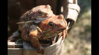 Frogs Love