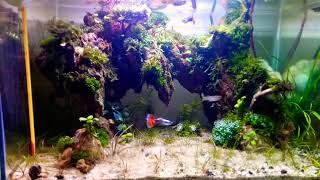 Aquascape#12 tank 30x15x15