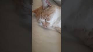 sleeping cat😴#cat