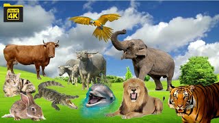 Animal sounds Cute little animals 4k Lion Tiger Cat Horse Cow Elephant Birds #animals