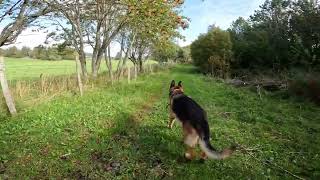 German shepherd on walk. Eros på tur. 01.09.2024. still you tubes most boring video part 2