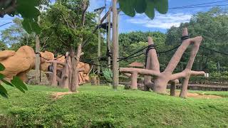 Monkeys at Miami Metro Zoo.