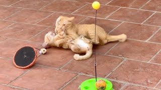 Cats like playing together #cat #cats #funnycats