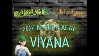 Keremin Çiftliği 2024 Kurbanlık Büyükbaş Viyana