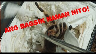 Pinaka Safe Na Pag Rehouse Ng Tarantula