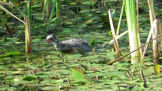 Pied-billed Grebes