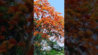 কে রাঙালো গাছের ডগা #nature #shorts #amazing #video #wow