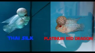 Ang Isdang Thai Silk at Platinum Red Dragon (Flowerhorn) #GEV92