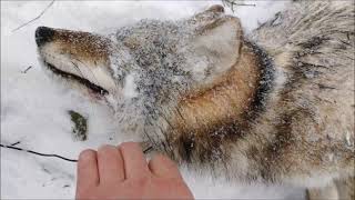 Furbearer Management Trapping Season Part 1 A Heritage and Culture That is Crucially Important