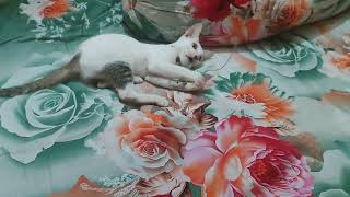 Cute kitty cat playing 😍 cat video