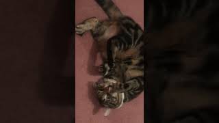 Cat playing with catnip