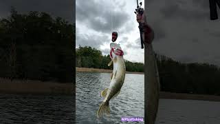 Flying Pike Fish