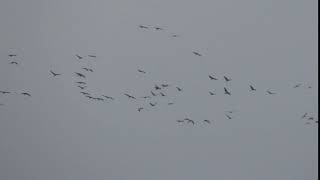 Sandhill Cranes