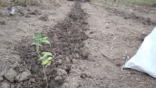 #PLANTAÇÃO: FAZENDO SUCO P O PLANTIO DO TOMATE