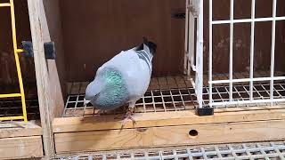 yearling cock #pigeons