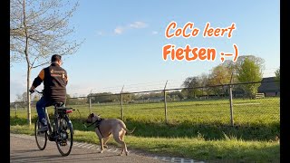 Hond fietsen aanleren - CoCo leert fietsen