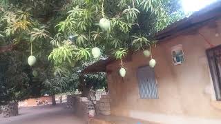 la filière mangue 🥭 en Casamance.