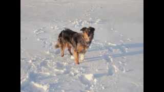 Tess playing in the snow