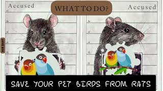 Save Your Pet Birds From Rats | Rats May Eats Chicks & Injure Birds | @menmouji Urdu Literature |