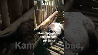 kandang kambing, ciri2 kambing dara hamil 1 bulan #shorts