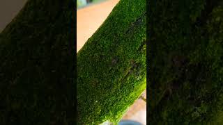 Moss #moss #lumut #nature #green #shorts #youtubeshorts