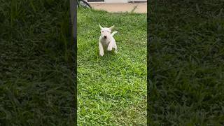 Cutest Bull Terrier Puppy Is Just Like Her Mom 🥲🥹❤️🖤 #AKC #BullTerrier #OriginalPitbull