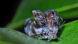 Peacock Moth(Brenthia genus)-a fascinating and rare type of mimicry #bug #mimicry #macro