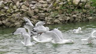 Bonaparte's and Ring-billed Gulls