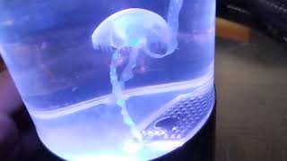 does jellyfish lamp / fish tank looks really cool during daytime hours, with the cyan light